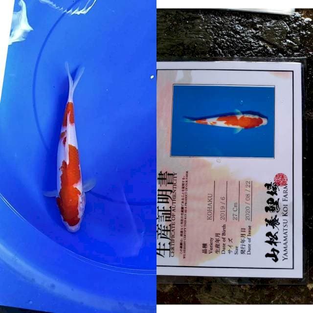 Kohaku YAMAMATSU serti