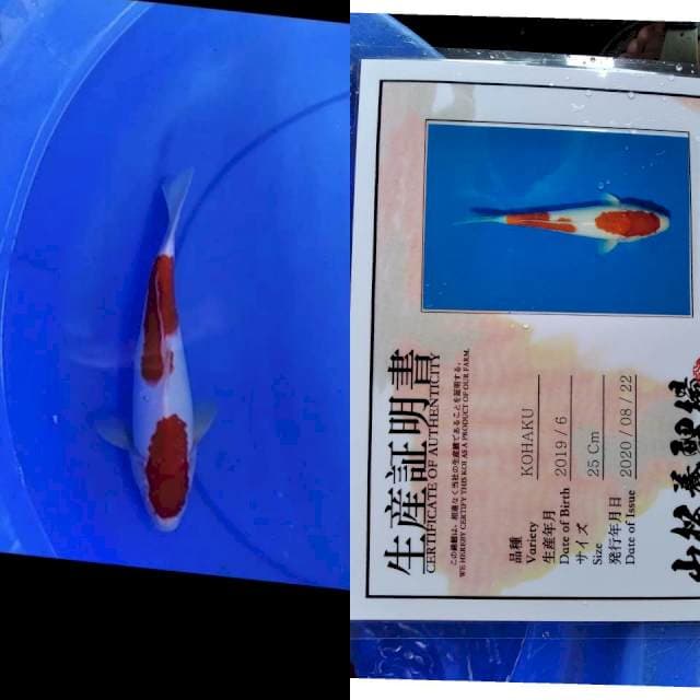 Kohaku yamamatsu serti