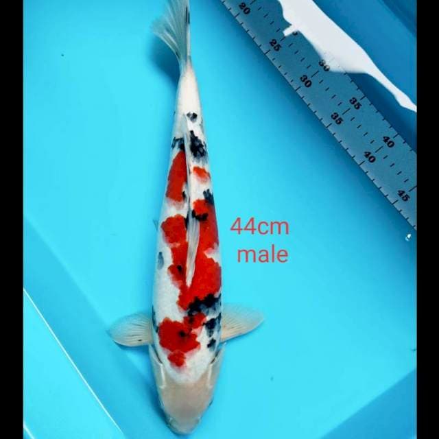 Sanke strong 44cm male