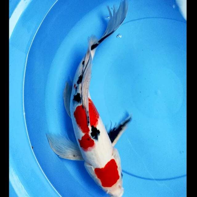 Kumpay sanke 41cm male