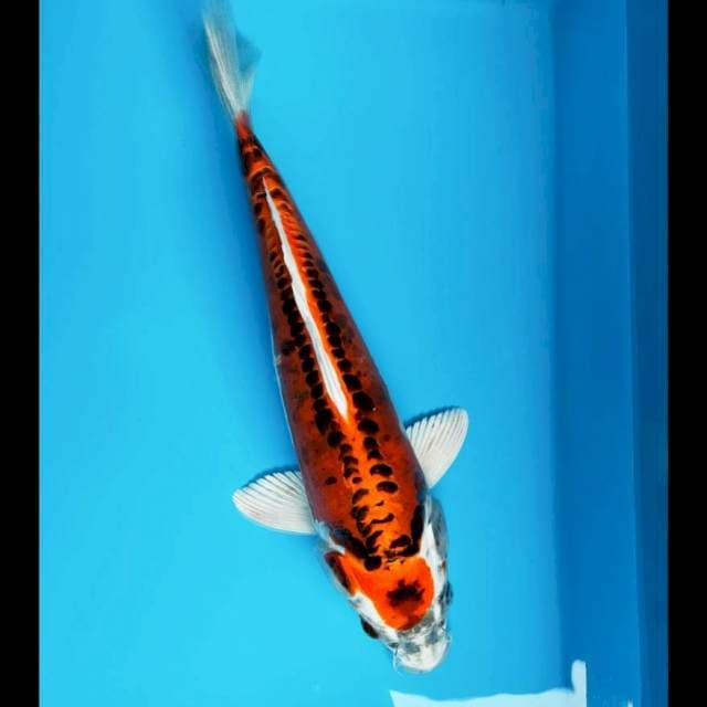 Kujaku doit 36cm