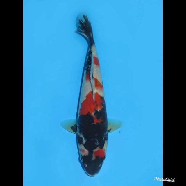 23cm , Male , Red Kindai Showa
