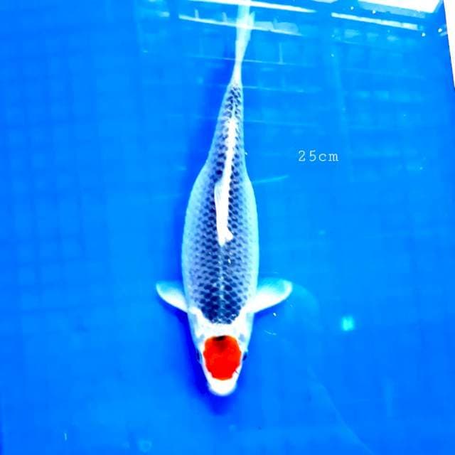 Tancho kojaku 25 cm
