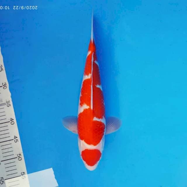 ASAHI 3 ~ MARUTEN KOHAKU ™