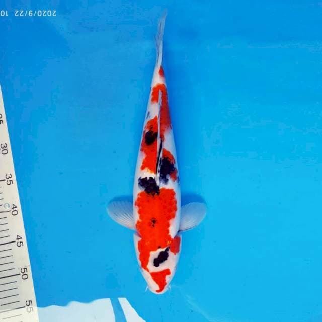 ASAHI 8 ~ SANKE UNIQUE ™