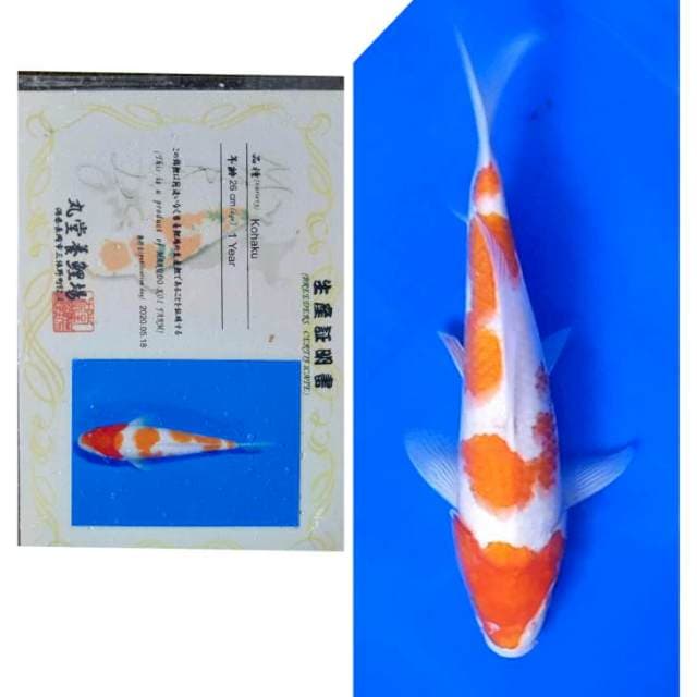 Kohaku Serti Marudo