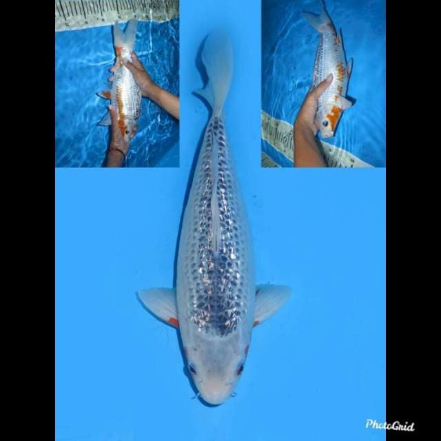 30cm , Female , Asagi Ginrin