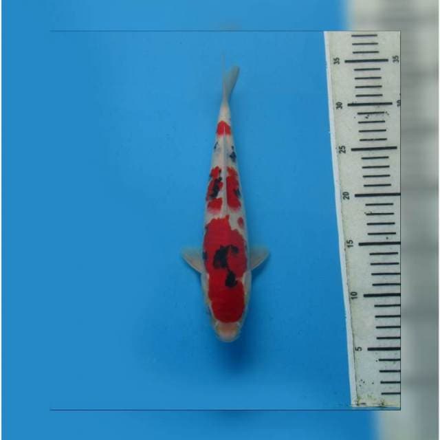 SUPER RED SANKE F1