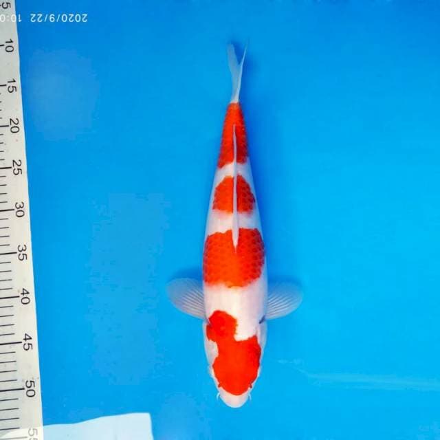 ASAHI 12 ~ KOHAKU ™