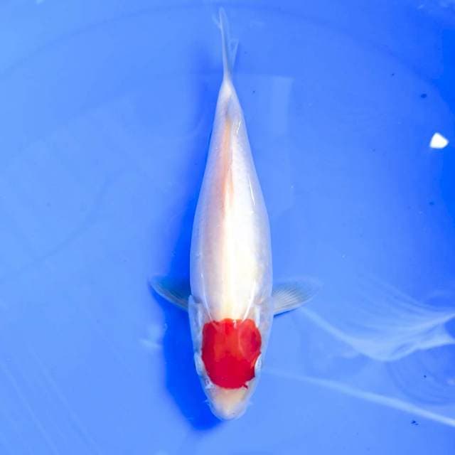 TANCHO KOHAKU ORI 25CM