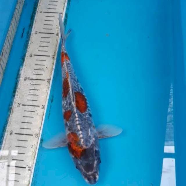 Antik 30 cm