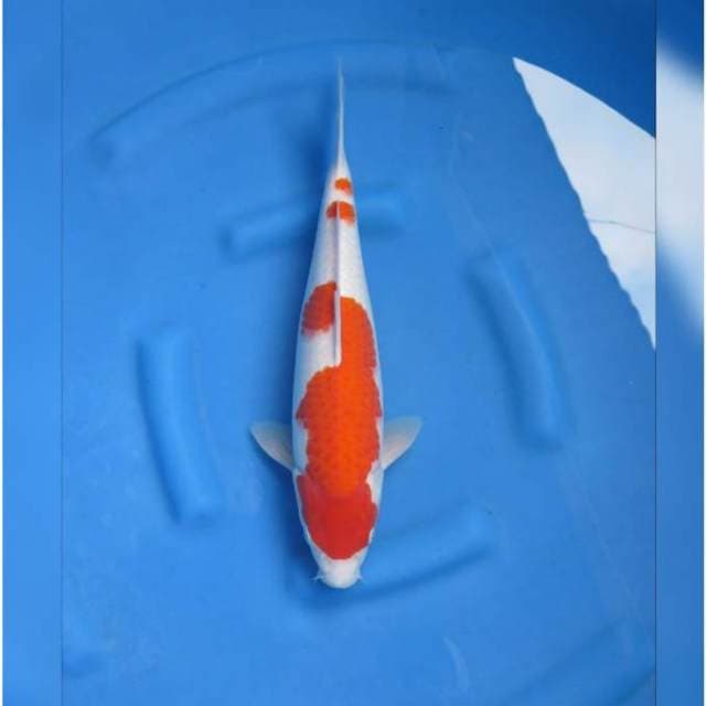 SPESIAL JUMBO TOSAI KOHAKU F1
