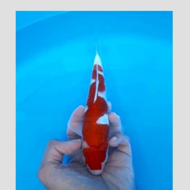 Super kohaku inazuma punuk merah pekad