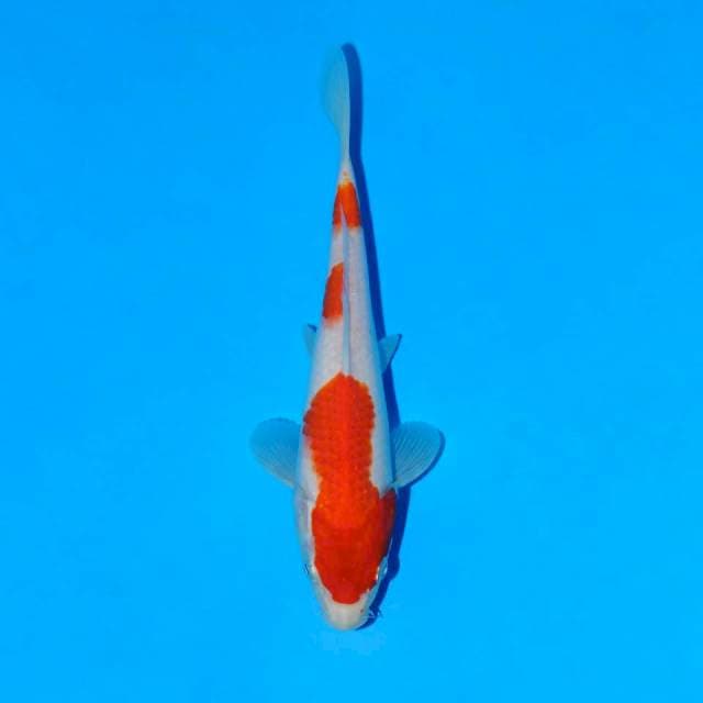 kohaku merah