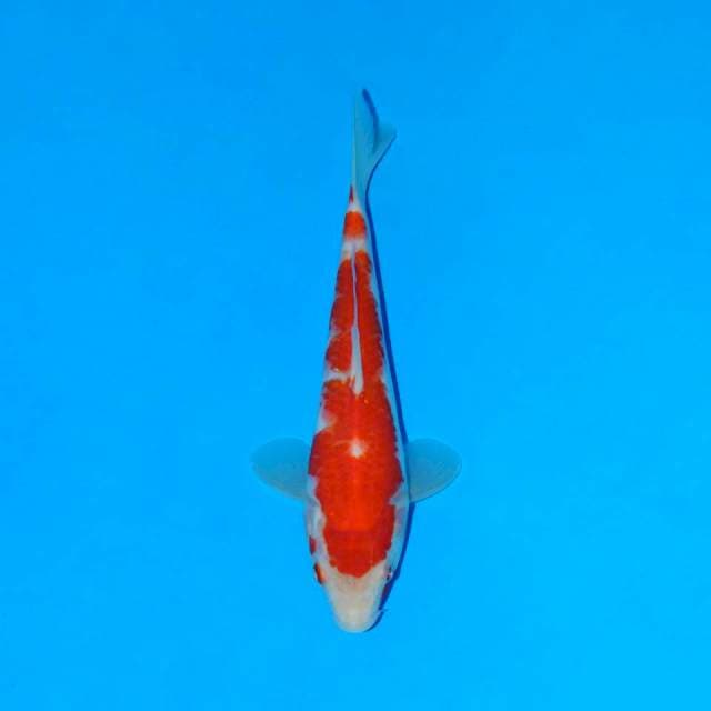 Kohaku