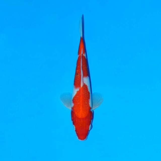 Kohaku