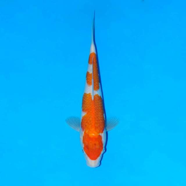 Kohaku