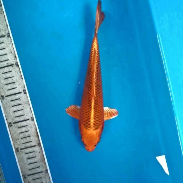 Aka Matsuba, 24 cm