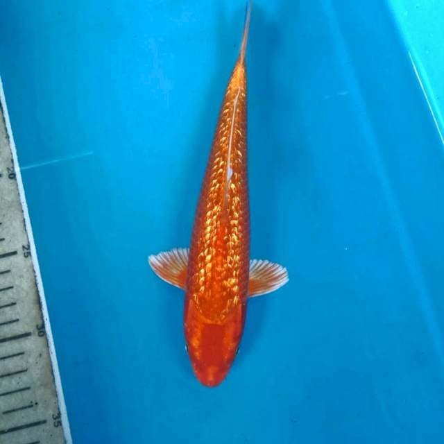 Orenji Ginrin, 23 cm