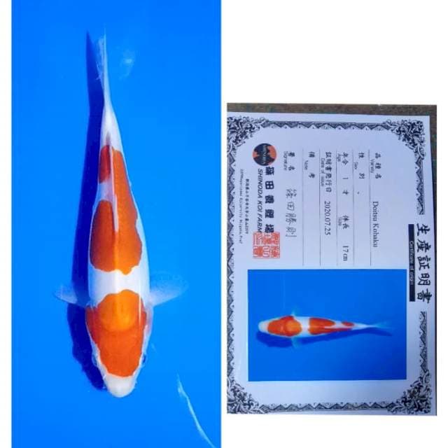 Kohaku Doit Import Serti Shinoda