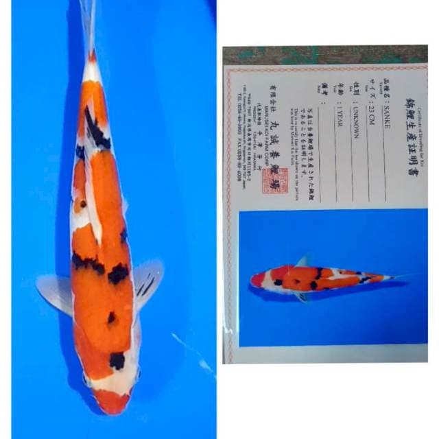 Sanke Import Serti Marusei