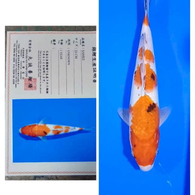Sanke Import Serti Marusei