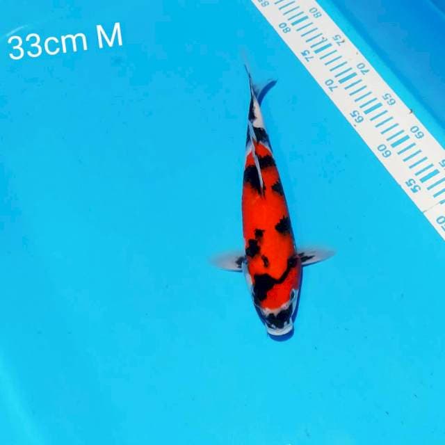 hishowa 33cm male