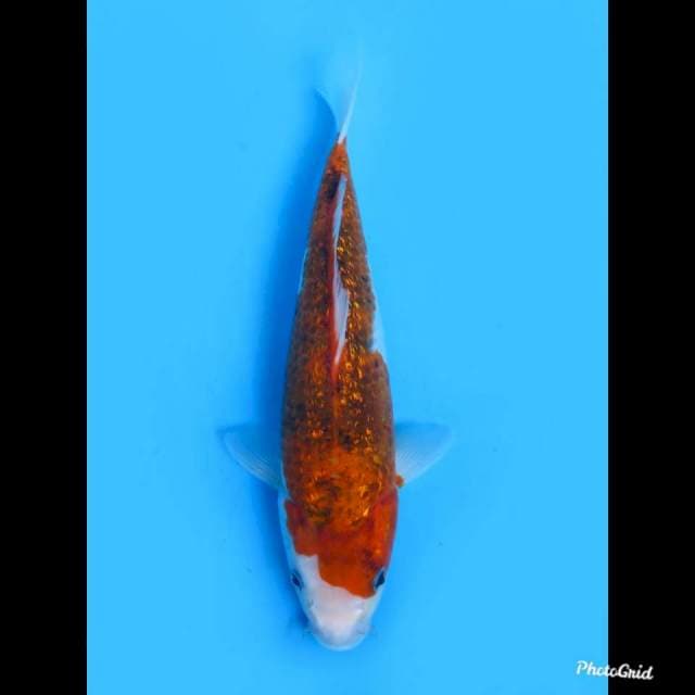 28cm , Male , Ai Goromo Ginrin ,