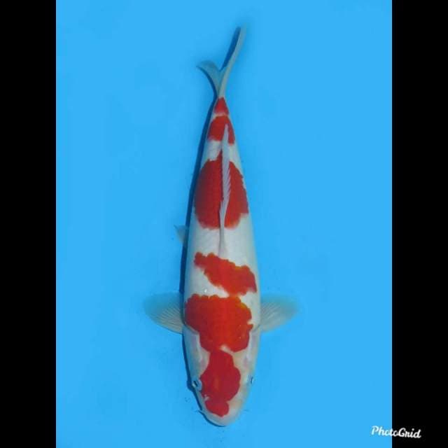 29cm , Male ,F1 Kohaku Merah Kuat , Original