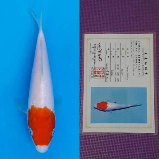 Matsue tancho 19cm serty