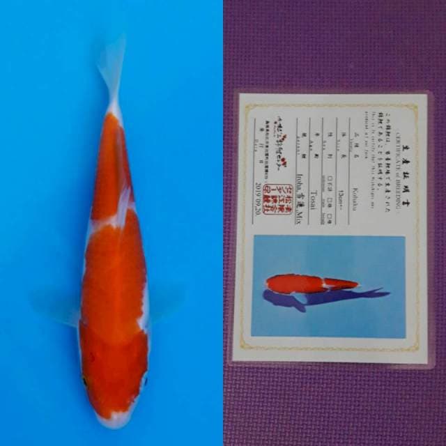 Matsue kohaku 17cm serty