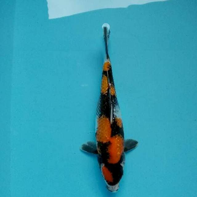 Showa maruten