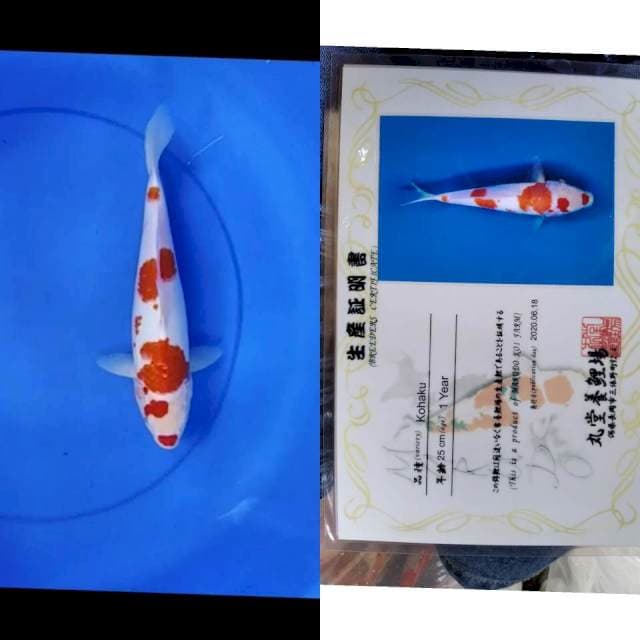 Kohaku MARUDO serti