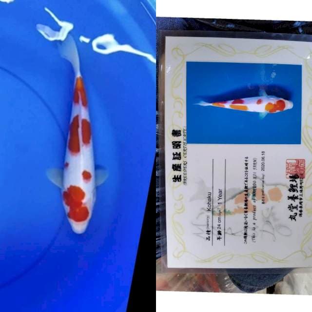 Kohaku MARUDO serti