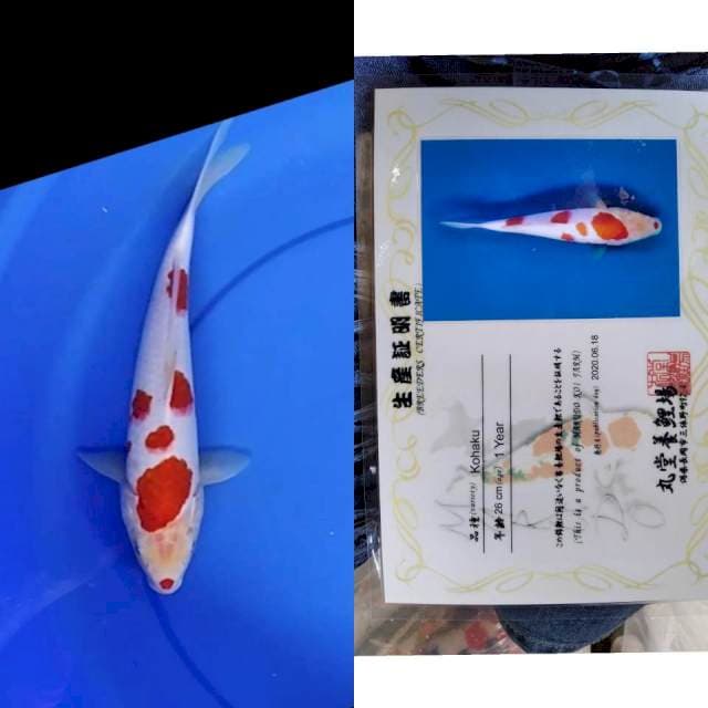 Kohaku MARUDO serti