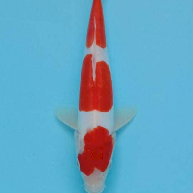 Kohaku doitsu