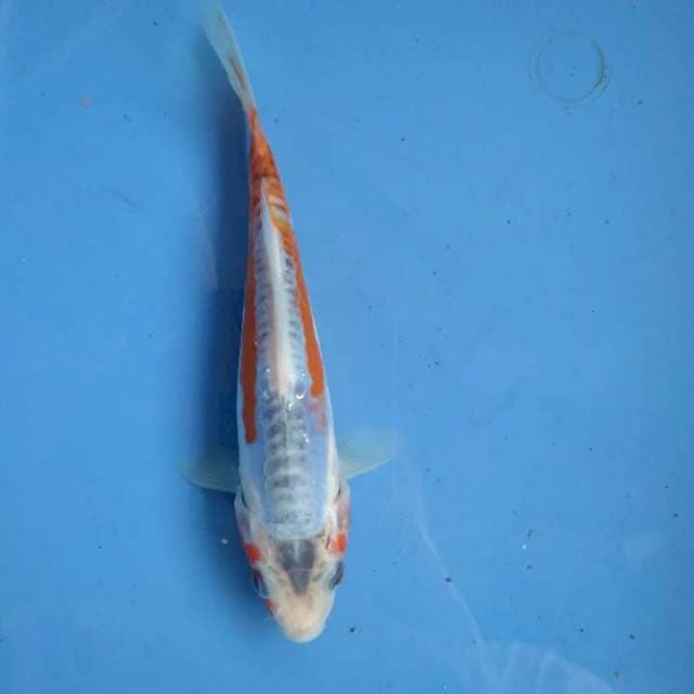 14cm ring rapii