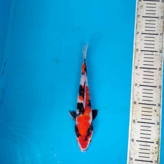 Showa Sanshoku 30cm