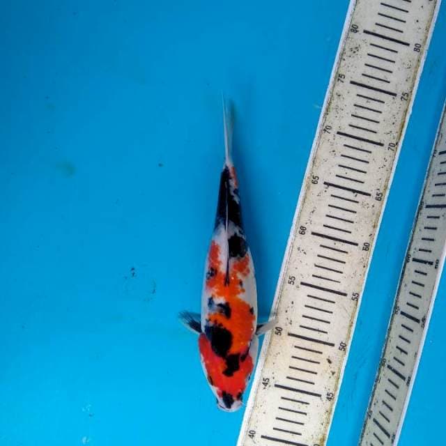 Showa Sanshoku 28cm