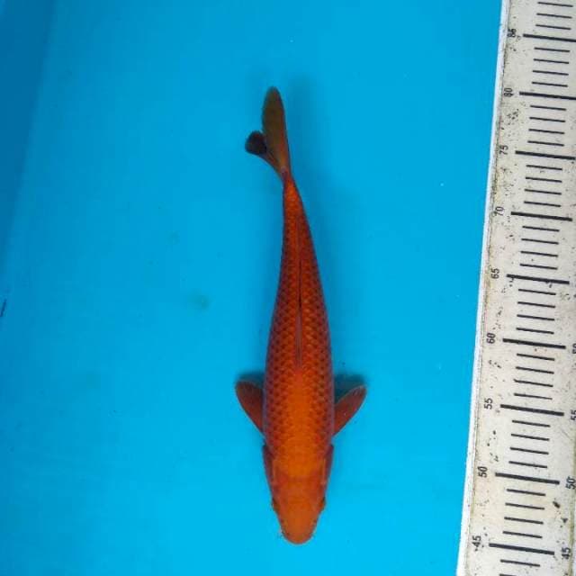 Cagoi Tembaga ring rapi 33cm