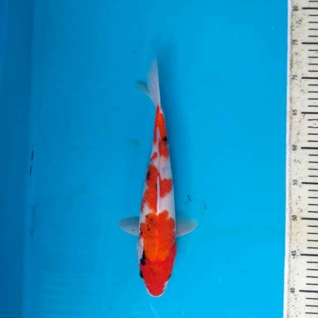 Showa Sanshoku Tategoi 33cm