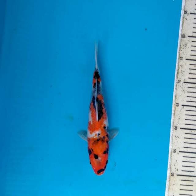 Showa sanshoku 28cm
