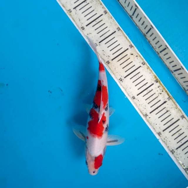 Showa Kindai hotty 30cm