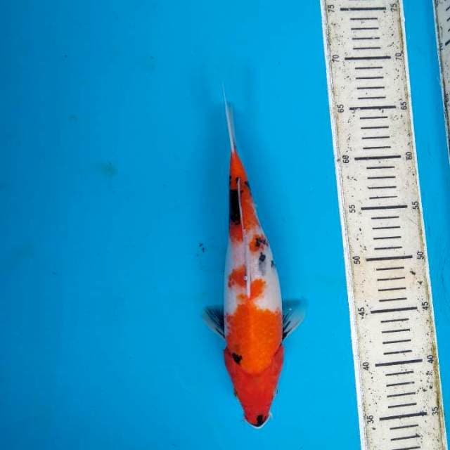 Showa sanshoku 30cm