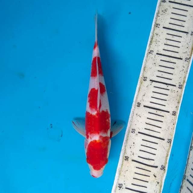 Kohaku super red 30cm