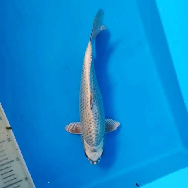 Ginrin Mukashi Berpunuk ~34
