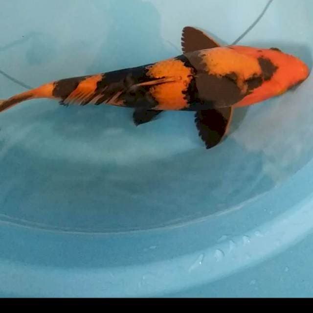 Hi utsuri 25 cm
