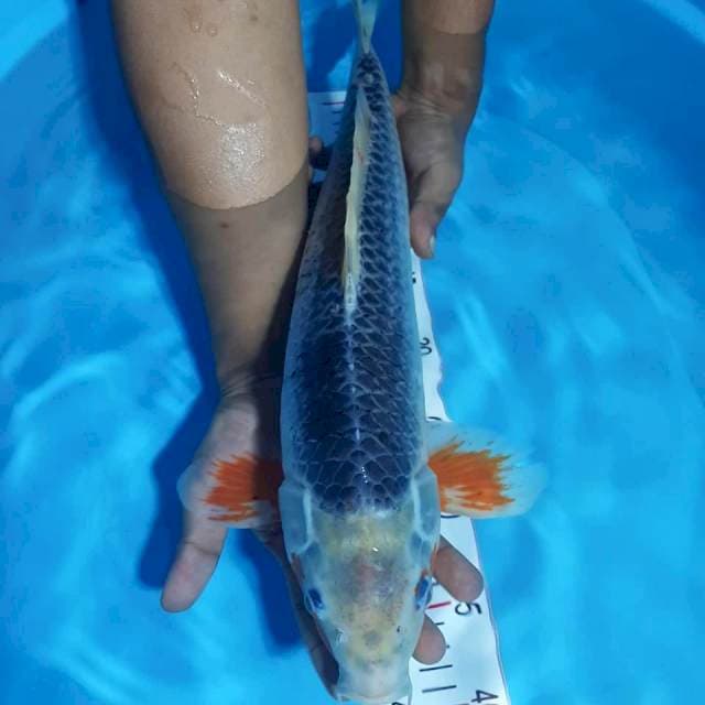 Asagi 47 cm