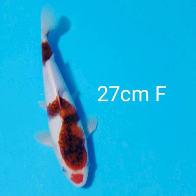 Goromo 27cm