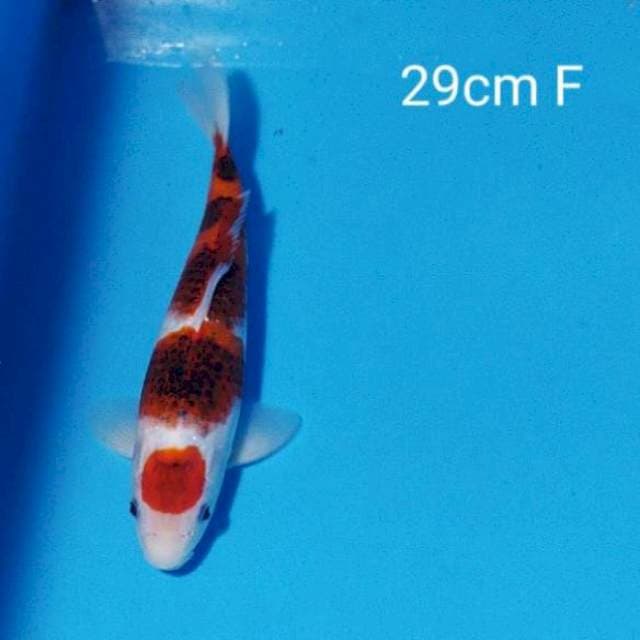 Goromo 29cm